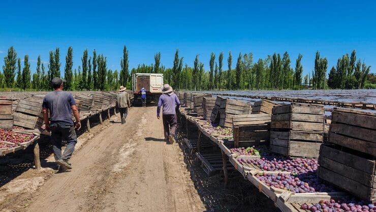 صادرات محصولات شمال ایران